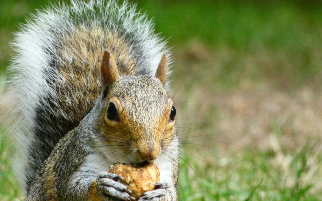 Your Daily Nut